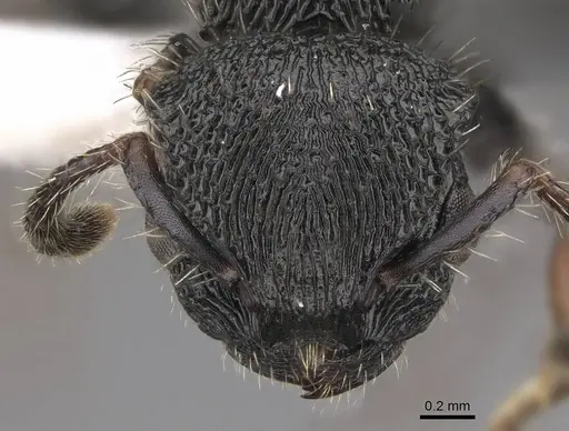 Procryptocerus schmalzi specimen CASENT0922628 image casent0922628_2