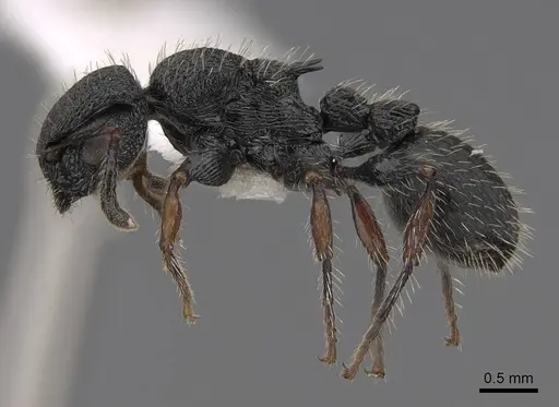 Procryptocerus schmalzi specimen CASENT0922628 image casent0922628_3