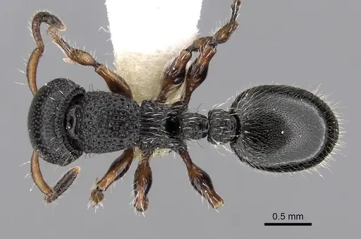 Procryptocerus schmitti specimen CASENT0280791 image casent0280791_1