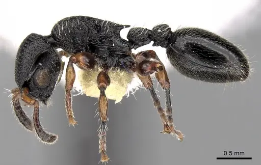 Procryptocerus schmitti specimen CASENT0280791 image casent0280791_3