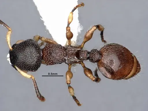 Procryptocerus schmitti specimen CASENT0884226 image casent0884226_1