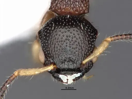 Procryptocerus schmitti specimen CASENT0884226 image casent0884226_2