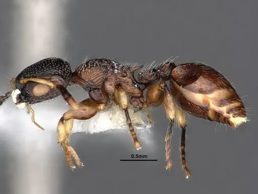 Procryptocerus schmitti specimen CASENT0884226 image casent0884226_3