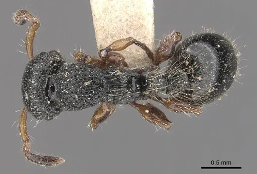 Procryptocerus schmitti specimen CASENT0909251 image casent0909251_1