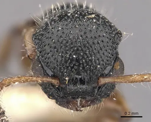 Procryptocerus schmitti specimen CASENT0909251 image casent0909251_2