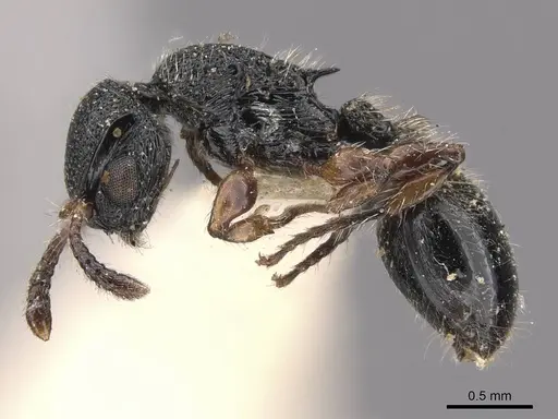 Procryptocerus schmitti specimen CASENT0909251 image casent0909251_3