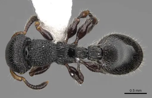 Procryptocerus schmitti specimen CASENT0922629 image casent0922629_1