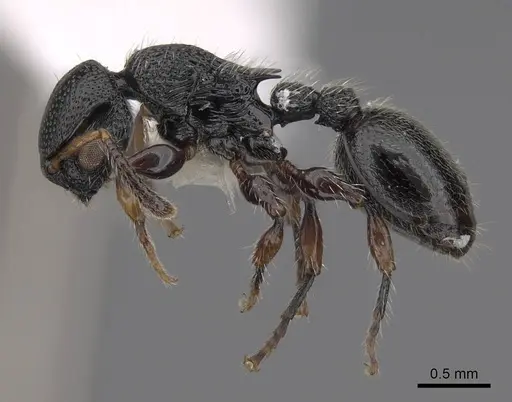 Procryptocerus schmitti specimen CASENT0922629 image casent0922629_3
