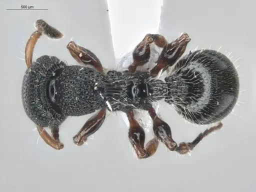 Procryptocerus schmitti specimen ECOFOG-IT14-0055-141 image ecofog-it14-0055-141_1
