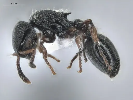 Procryptocerus schmitti specimen ECOFOG-IT14-0055-141 image ecofog-it14-0055-141_3