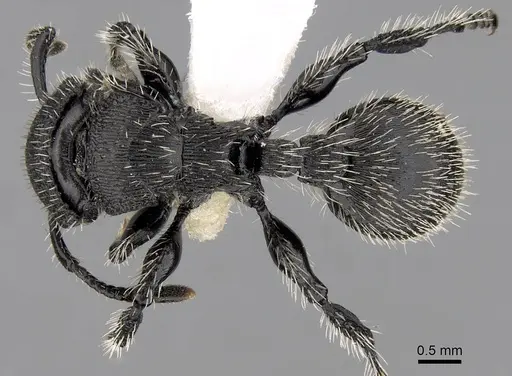 Procryptocerus spiniperdus specimen CASENT0280790 image casent0280790_1