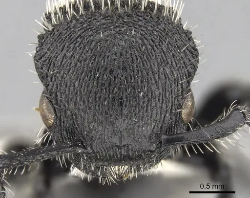 Procryptocerus spiniperdus specimen CASENT0280790 image casent0280790_2