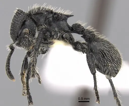 Procryptocerus spiniperdus specimen CASENT0280790 image casent0280790_3