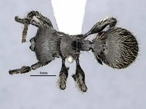 Procryptocerus spiniperdus specimen CASENT0884230 image casent0884230_1