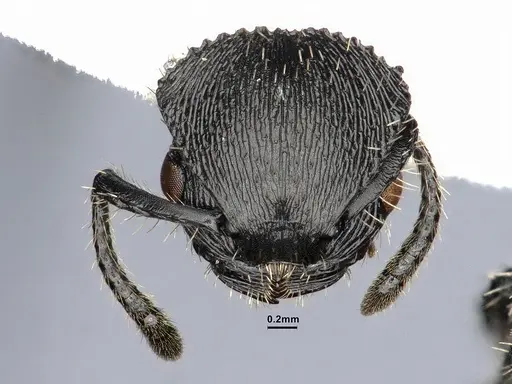 Procryptocerus spiniperdus specimen CASENT0884230 image casent0884230_2