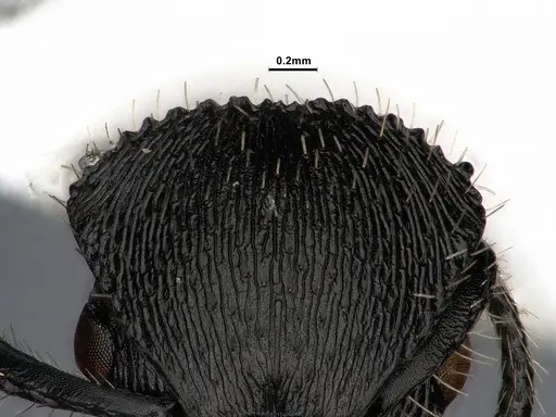 Procryptocerus spiniperdus specimen CASENT0884230 image casent0884230_3