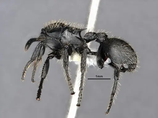 Procryptocerus spiniperdus specimen CASENT0884230 image casent0884230_4