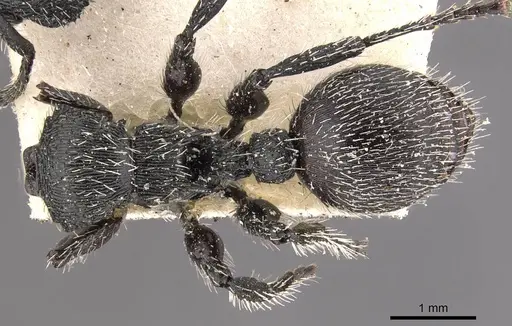 Procryptocerus spiniperdus specimen CASENT0909252 image casent0909252_1
