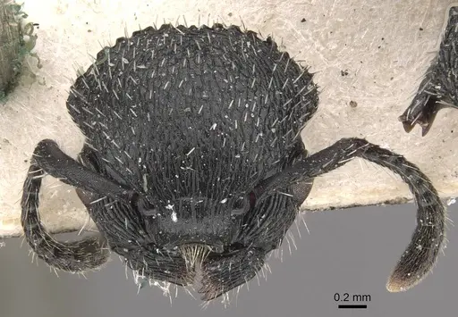 Procryptocerus spiniperdus specimen CASENT0909252 image casent0909252_2