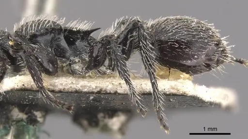 Procryptocerus spiniperdus specimen CASENT0909252 image casent0909252_3