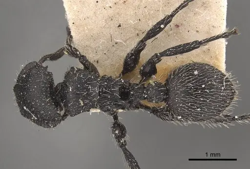 Procryptocerus spiniperdus specimen CASENT0919594 image casent0919594_1