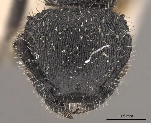 Procryptocerus spiniperdus specimen CASENT0919594 image casent0919594_2