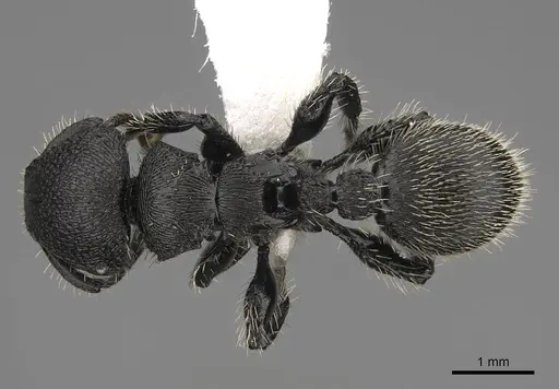 Procryptocerus spiniperdus specimen CASENT0922632 image casent0922632_1