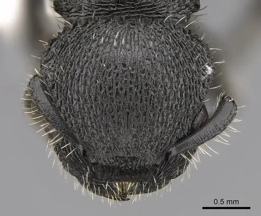 Procryptocerus spiniperdus specimen CASENT0922632 image casent0922632_2