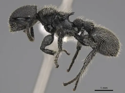 Procryptocerus spiniperdus specimen CASENT0922632 image casent0922632_3