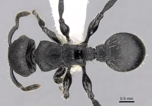 Procryptocerus striatus specimen CASENT0280785 image casent0280785_1