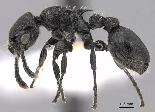 Procryptocerus striatus specimen CASENT0280785 image casent0280785_3