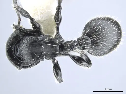 Procryptocerus subpilosus specimen CASENT0651708 image casent0651708_1