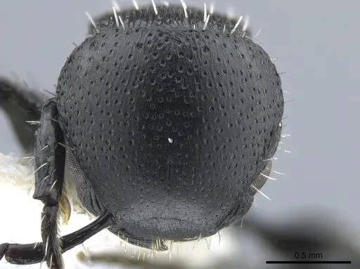 Procryptocerus subpilosus specimen CASENT0651708 image casent0651708_2