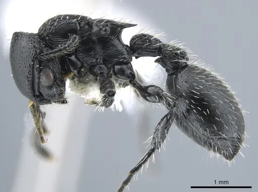 Procryptocerus subpilosus specimen CASENT0651708 image casent0651708_3
