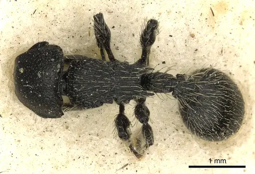 Procryptocerus subpilosus specimen CASENT0900225 image casent0900225_1