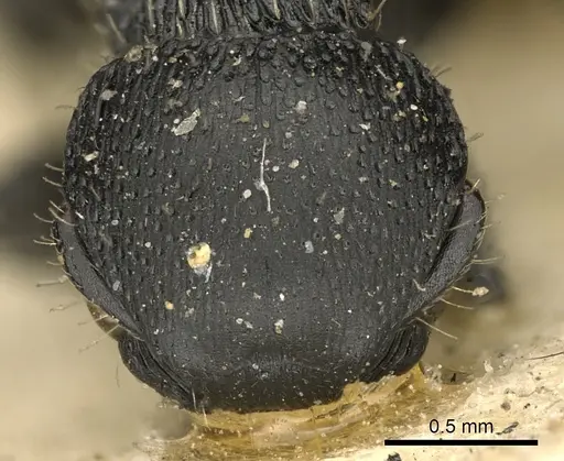 Procryptocerus subpilosus specimen CASENT0900225 image casent0900225_2