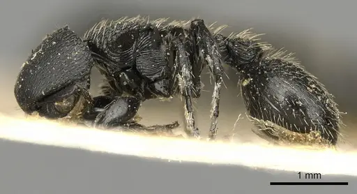 Procryptocerus subpilosus specimen CASENT0900225 image casent0900225_3