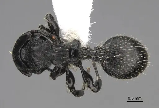 Procryptocerus subpilosus specimen CASENT0922633 image casent0922633_1