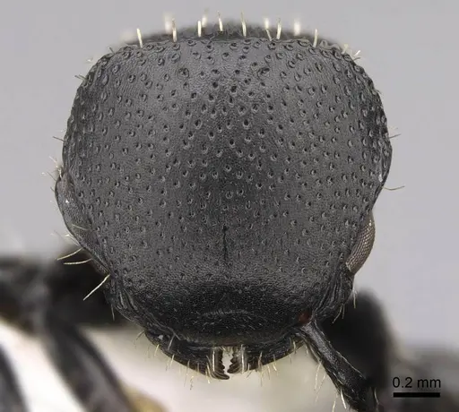 Procryptocerus subpilosus specimen CASENT0922633 image casent0922633_2