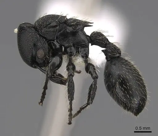 Procryptocerus subpilosus specimen CASENT0922633 image casent0922633_3