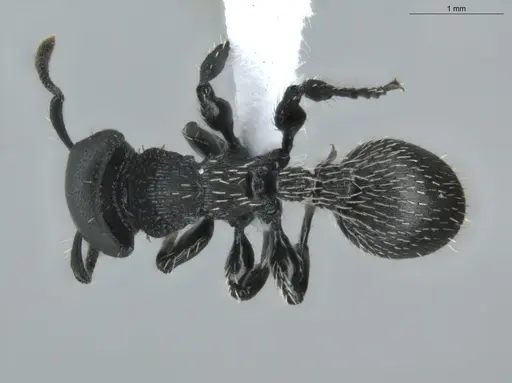 Procryptocerus subpilosus specimen ECOFOG-PTG20-0032-14 image ecofog-ptg20-0032-14_1