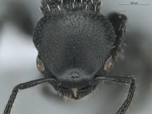 Procryptocerus subpilosus specimen ECOFOG-PTG20-0032-14 image ecofog-ptg20-0032-14_2