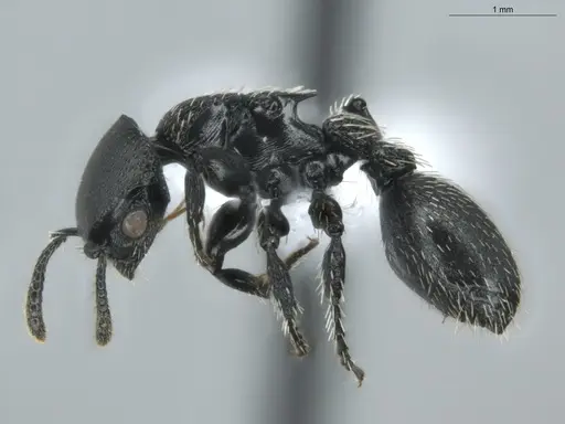 Procryptocerus subpilosus specimen ECOFOG-PTG20-0032-14 image ecofog-ptg20-0032-14_3