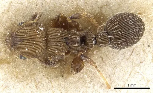 Procryptocerus sulcatus specimen CASENT0904893 image casent0904893_1