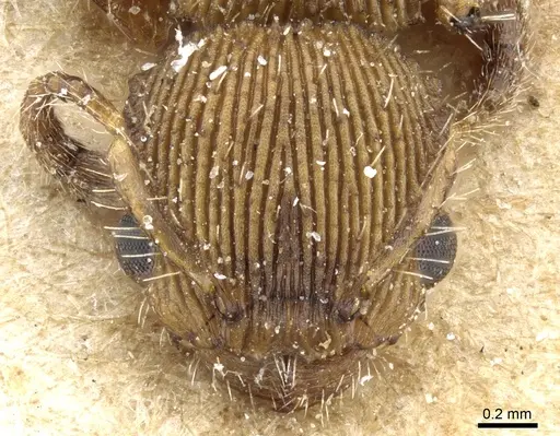 Procryptocerus sulcatus specimen CASENT0904893 image casent0904893_2