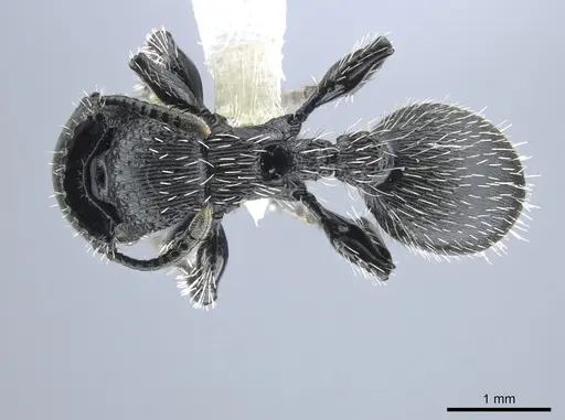 Procryptocerus tortuguero specimen CASENT0637858 image casent0637858_1