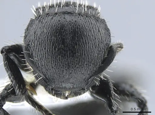 Procryptocerus tortuguero specimen CASENT0637858 image casent0637858_2