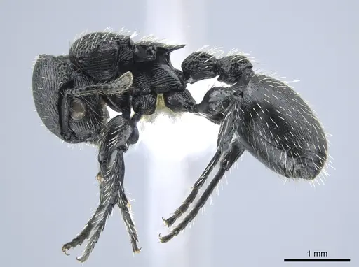 Procryptocerus tortuguero specimen CASENT0637858 image casent0637858_3