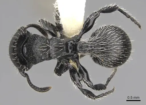 Procryptocerus tortuguero specimen LACMENT141746 image lacment141746_1