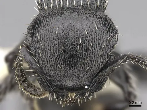 Procryptocerus tortuguero specimen LACMENT141746 image lacment141746_2